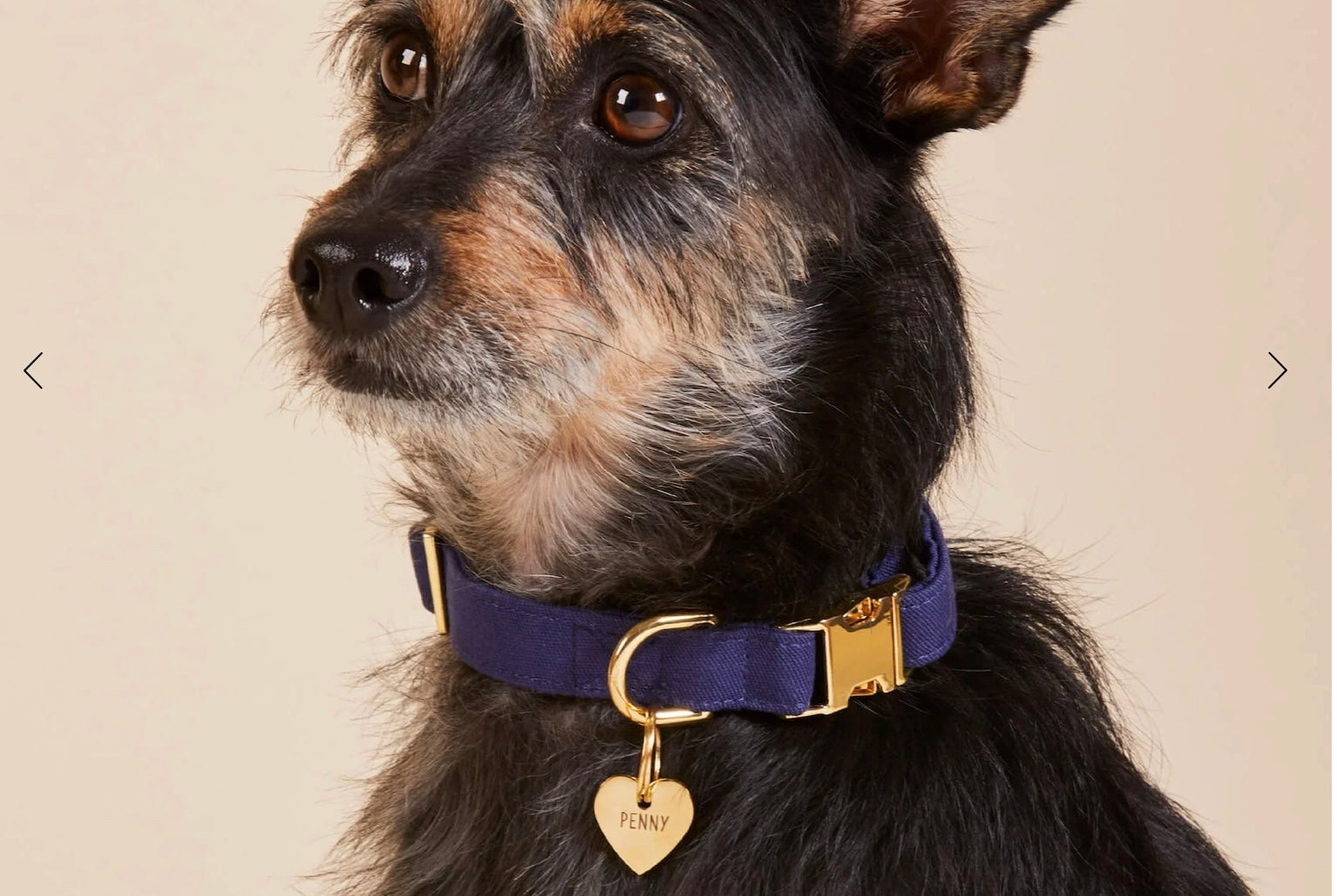 Medium Ocean Blue Dog Collar (THE FOGGY DOG)
