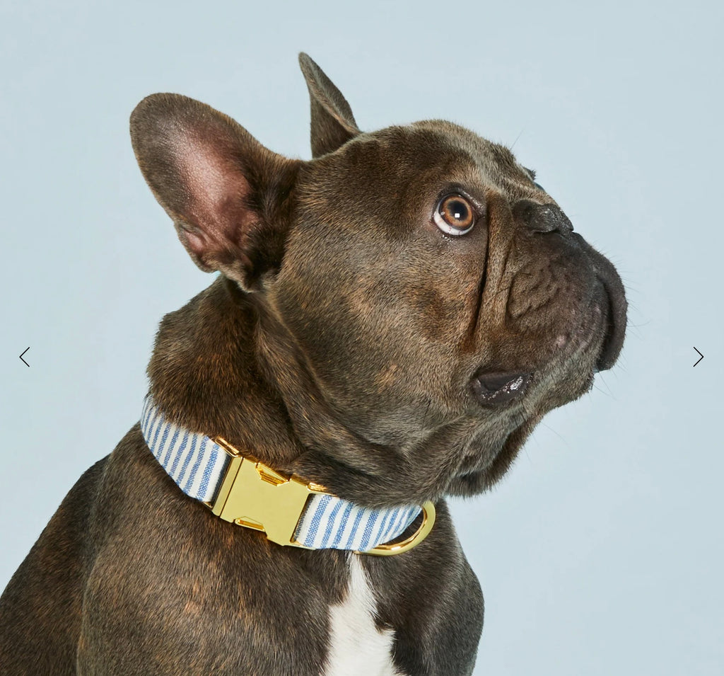 Large Lake Blue Dog Collar