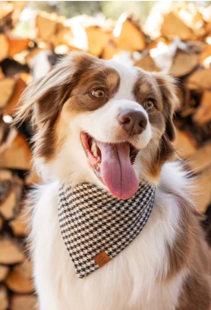 Medium Black and Ivory bandana (THE FOGGY DOG)