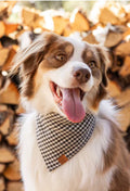 Medium Black and Ivory bandana (THE FOGGY DOG)