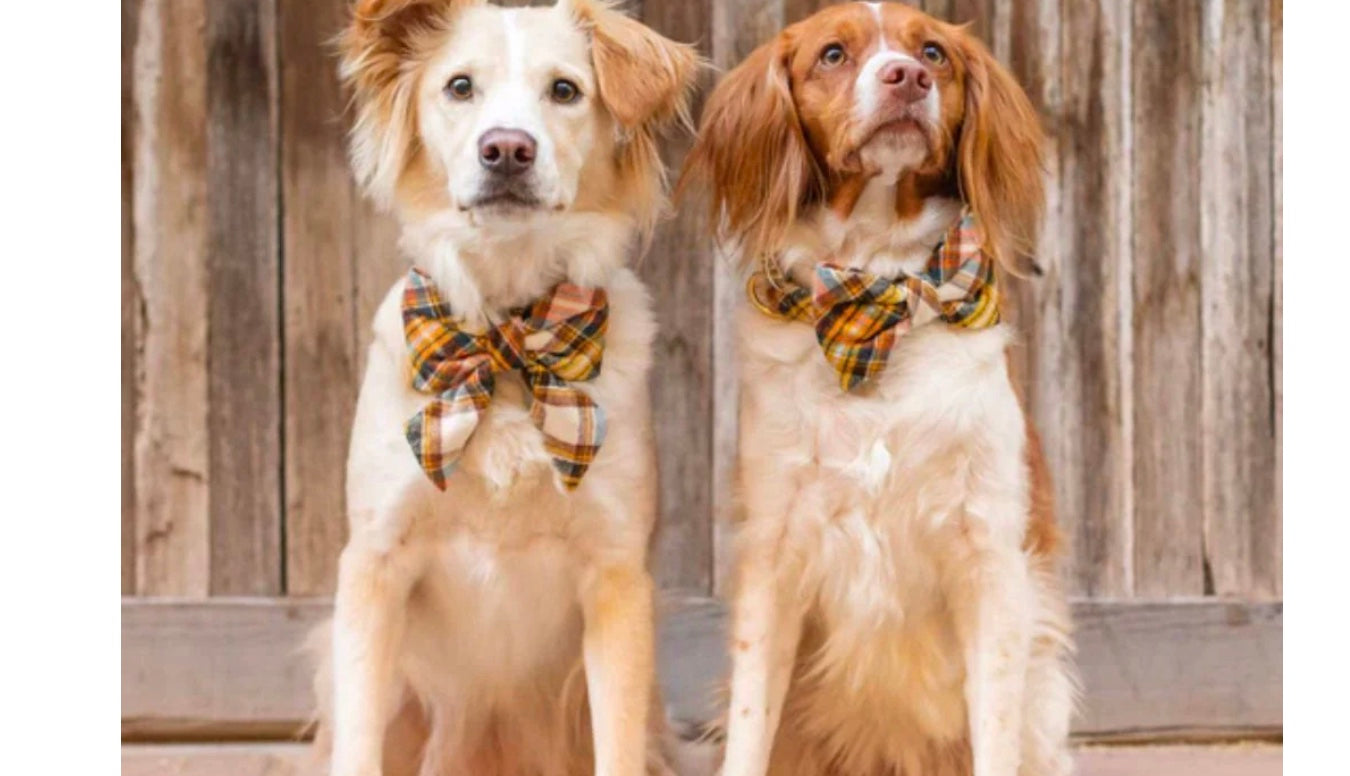 Small Dog Collar Cornucopia Plaid (THE FOGGY DOG)
