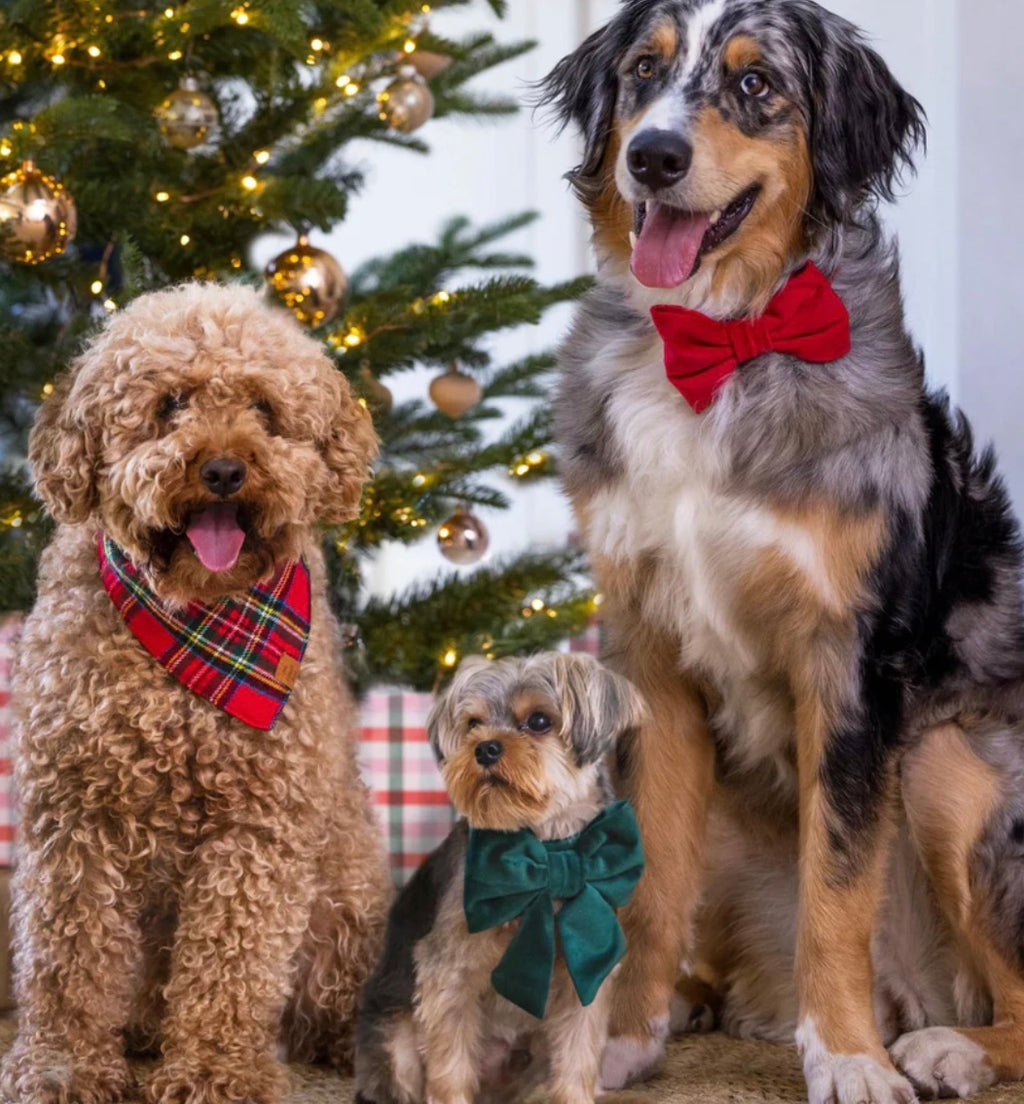 TARTAN PLAID SMALL bandana (TEH FOGGY DOG)